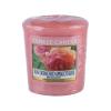 Yankee Candle Sun-Drenched Apricot Rose Duftkerze 49 g