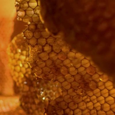 Garnier Botanic Therapy Honey Treasure Hair Remedy Haarmaske für Frauen 340 ml